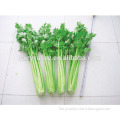 Hybrid high yield celery seeds for growing-Saint Elephant